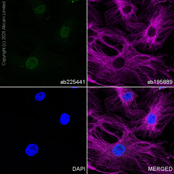 Immunocytochemistry/ Immunofluorescence - Alexa Fluor® 488 Anti-active YAP1 antibody [EPR19812] (AB225441)