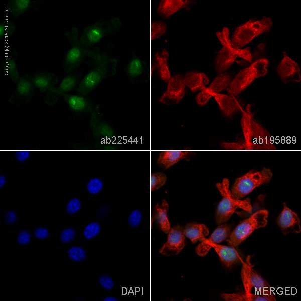 Immunocytochemistry/ Immunofluorescence - Alexa Fluor® 488 Anti-active YAP1 antibody [EPR19812] (AB225441), expandable thumbnail