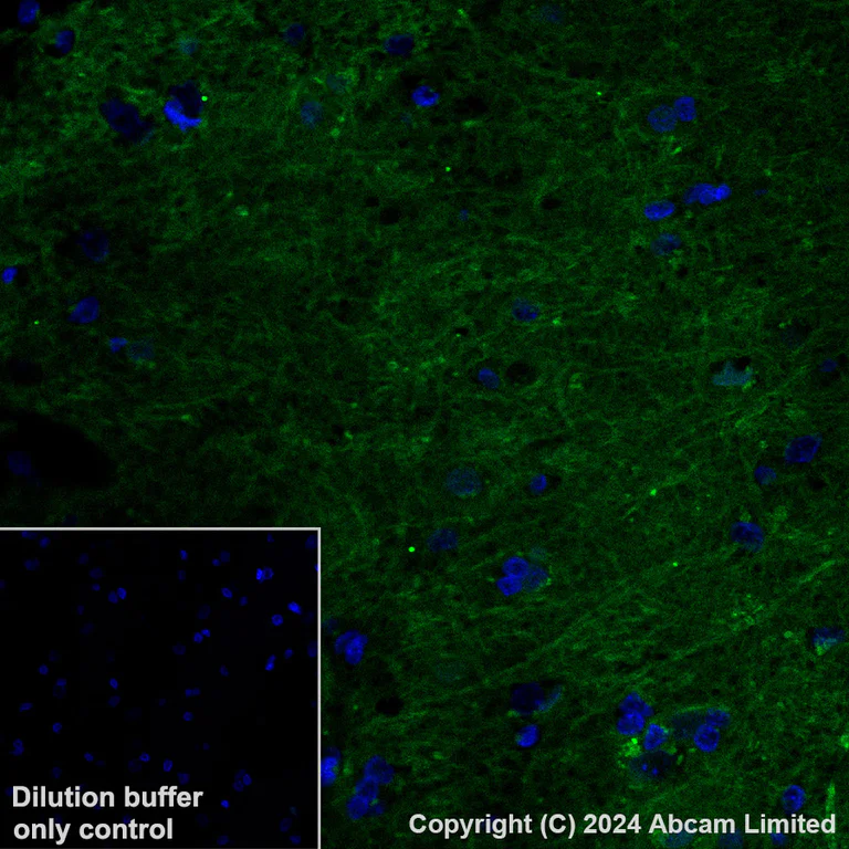 Immunohistochemistry (Formalin/PFA-fixed paraffin-embedded sections) - Alexa Fluor® 488 Anti-ADAM22 antibody [EPR28037-56] (AB322944)