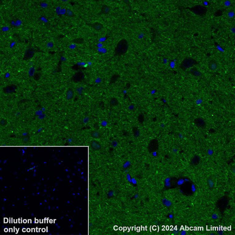 Immunohistochemistry (Formalin/PFA-fixed paraffin-embedded sections) - Alexa Fluor® 488 Anti-ADAM22 antibody [EPR28037-56] (AB322944)