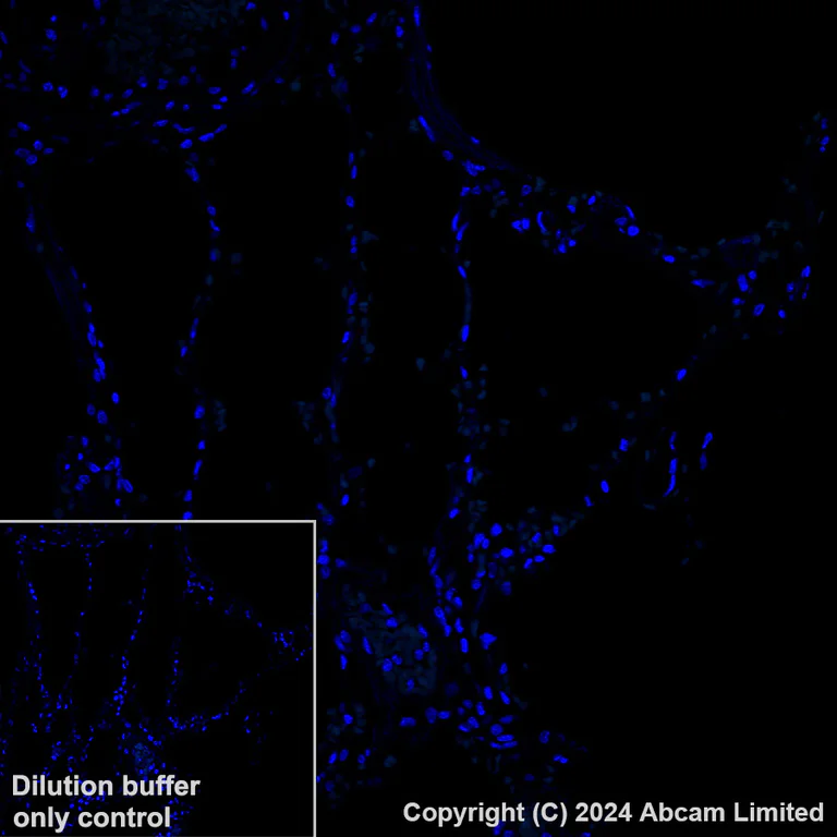 Immunohistochemistry (Formalin/PFA-fixed paraffin-embedded sections) - Alexa Fluor® 488 Anti-ADAM22 antibody [EPR28037-56] (AB322944)