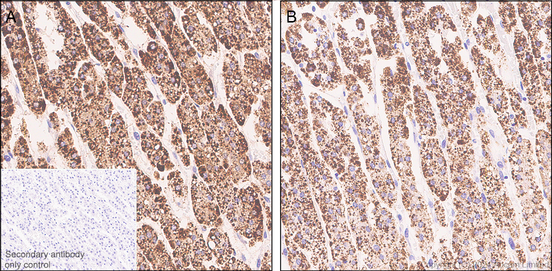 Immunohistochemistry (Formalin/PFA-fixed paraffin-embedded sections) - Alexa Fluor® 488 Anti-ADX antibody [EPR29804-54] (AB323892), expandable thumbnail