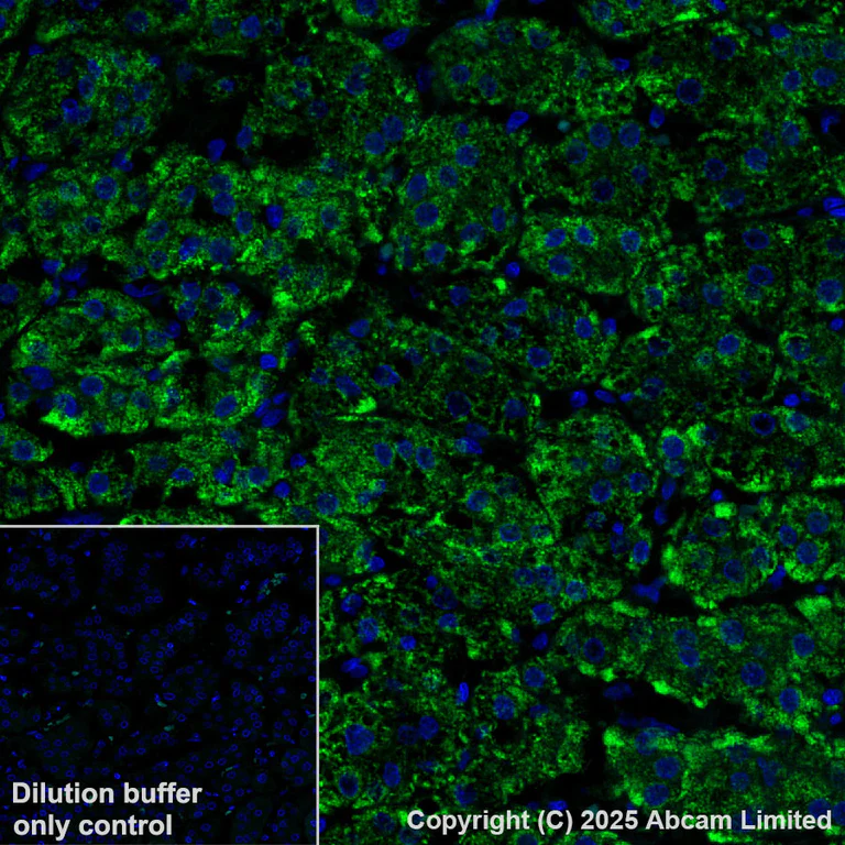 Immunohistochemistry (Formalin/PFA-fixed paraffin-embedded sections) - Alexa Fluor® 488 Anti-ADX antibody [EPR29804-54] (AB323892)
