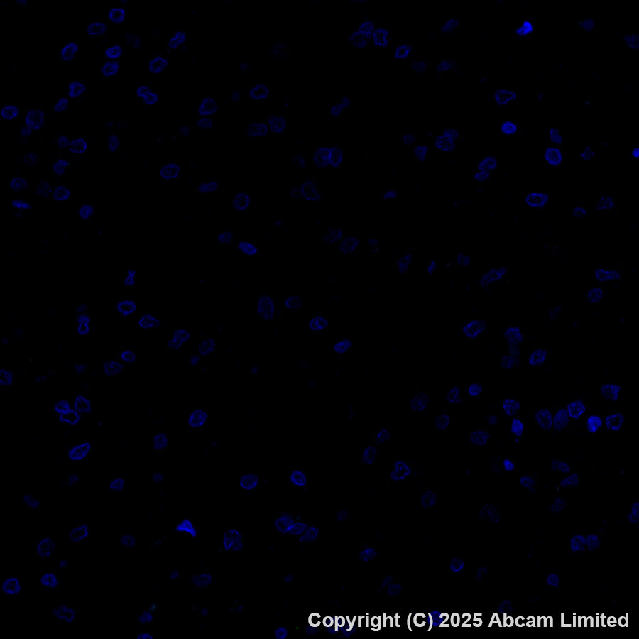 Immunohistochemistry (Formalin/PFA-fixed paraffin-embedded sections) - Alexa Fluor® 488 Anti-ADX antibody [EPR29804-54] (AB323892), expandable thumbnail