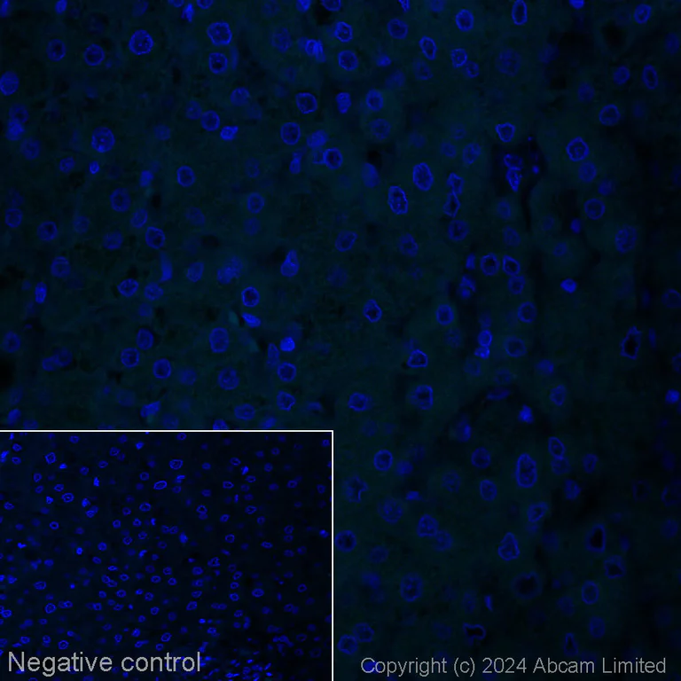Immunohistochemistry (Formalin/PFA-fixed paraffin-embedded sections) - Alexa Fluor® 488 Anti-Aggrecan [6-B-4] (AB318312)