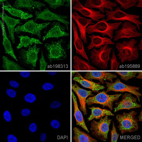 Immunocytochemistry/ Immunofluorescence - Alexa Fluor® 488 Anti-AIF antibody [7F7AB10] - Mitochondrial Marker (AB198313)