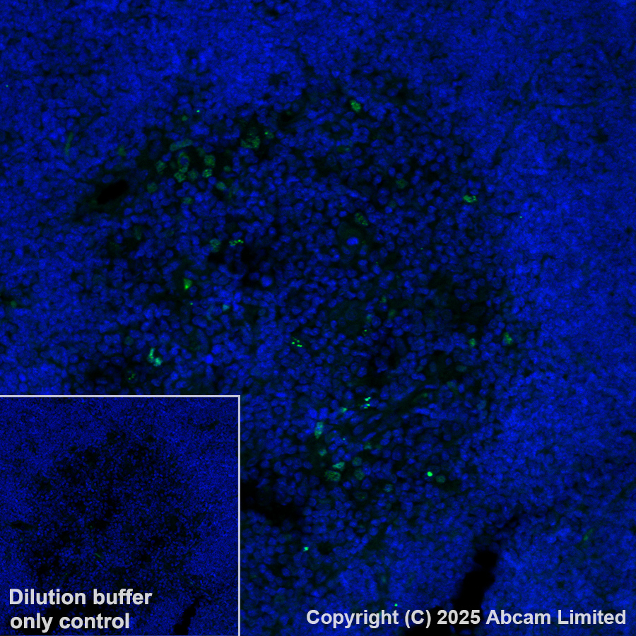 Immunohistochemistry (Formalin/PFA-fixed paraffin-embedded sections) - Alexa Fluor® 488 Anti-AIRE antibody [EPR28045-139] (AB323447), expandable thumbnail