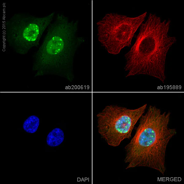 Immunocytochemistry/ Immunofluorescence - Alexa Fluor® 488 Anti-AKT1 + AKT2 + AKT3 antibody [EPR16798] (AB200619)