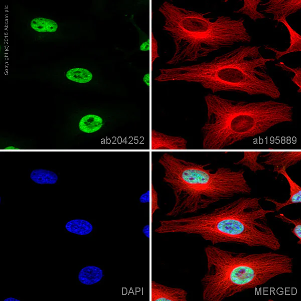 Immunocytochemistry/ Immunofluorescence - Alexa Fluor® 488 Anti-AKT3 + AKT2 + AKT1 antibody [Y89] (AB204252)