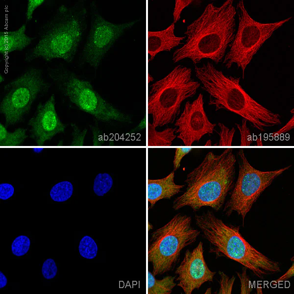 Immunocytochemistry/ Immunofluorescence - Alexa Fluor® 488 Anti-AKT3 + AKT2 + AKT1 antibody [Y89] (AB204252)