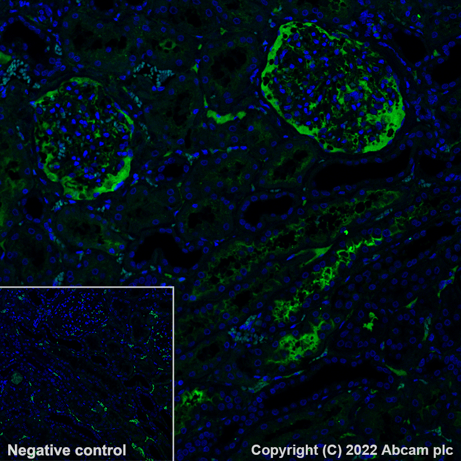 Immunohistochemistry - Alexa Fluor® 488 Anti-Albumin antibody [EPR12774] (AB302577), expandable thumbnail