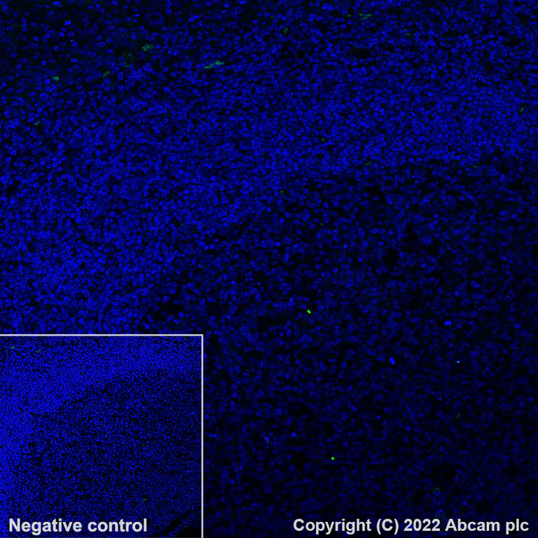 Immunohistochemistry - Alexa Fluor® 488 Anti-Albumin antibody [EPR12774] (AB302577)