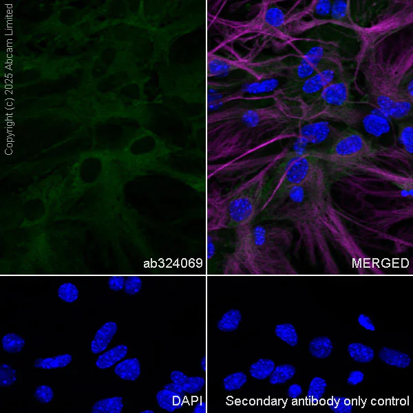 Immunocytochemistry/ Immunofluorescence - Alexa Fluor® 488 Anti-ALDH1L1 antibody [EPR25443-103] - Astrocyte Marker (AB324069)