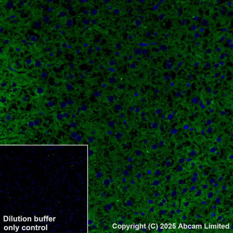Immunohistochemistry (Formalin/PFA-fixed paraffin-embedded sections) - Alexa Fluor® 488 Anti-ALDH1L1 antibody [EPR25443-103] - Astrocyte Marker (AB324069)