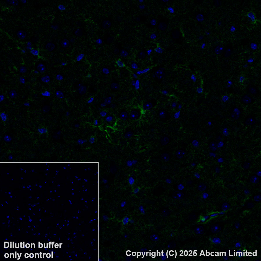 Immunohistochemistry (Formalin/PFA-fixed paraffin-embedded sections) - Alexa Fluor® 488 Anti-ALDH1L1 antibody [EPR25443-103] - Astrocyte Marker (AB324069), expandable thumbnail