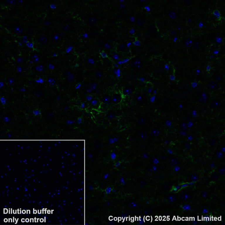 Immunohistochemistry (Formalin/PFA-fixed paraffin-embedded sections) - Alexa Fluor® 488 Anti-ALDH1L1 antibody [EPR25443-103] - Astrocyte Marker (AB324069)