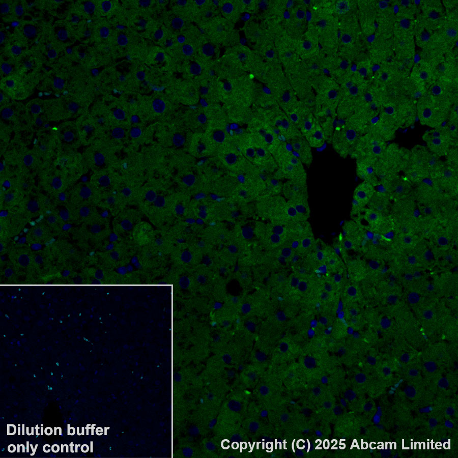 Immunohistochemistry (Formalin/PFA-fixed paraffin-embedded sections) - Alexa Fluor® 488 Anti-ALDH1L1 antibody [EPR25443-103] - Astrocyte Marker (AB324069), expandable thumbnail