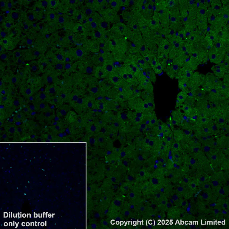 Immunohistochemistry (Formalin/PFA-fixed paraffin-embedded sections) - Alexa Fluor® 488 Anti-ALDH1L1 antibody [EPR25443-103] - Astrocyte Marker (AB324069)