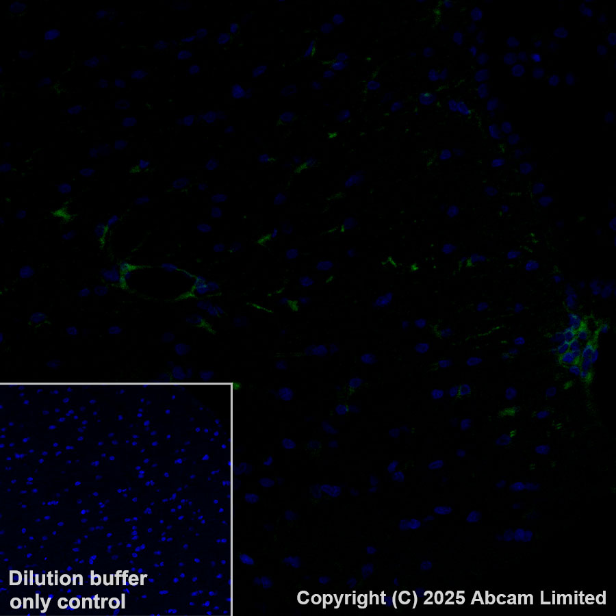 Immunohistochemistry (Formalin/PFA-fixed paraffin-embedded sections) - Alexa Fluor® 488 Anti-ALDH1L1 antibody [EPR25443-103] - Astrocyte Marker (AB324069), expandable thumbnail