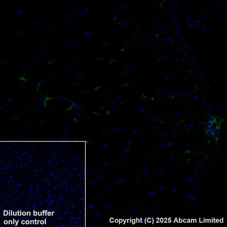 Immunohistochemistry (Formalin/PFA-fixed paraffin-embedded sections) - Alexa Fluor® 488 Anti-ALDH1L1 antibody [EPR25443-103] - Astrocyte Marker (AB324069)
