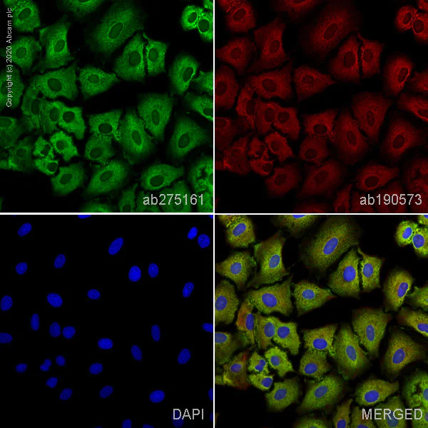 Immunocytochemistry/ Immunofluorescence - Alexa Fluor® 488 Anti-Aldolase antibody [EPR23181-39] (AB275161)