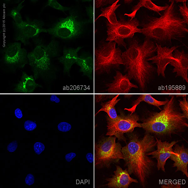 Immunocytochemistry/ Immunofluorescence - Alexa Fluor® 488 Anti-alpha 1 Antitrypsin antibody [EPR9090] (AB206734)