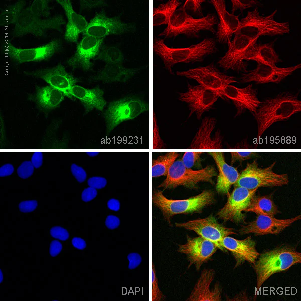 Immunocytochemistry/ Immunofluorescence - Alexa Fluor® 488 Anti-alpha 1 Fetoprotein antibody [EPAFP61] (AB199231)