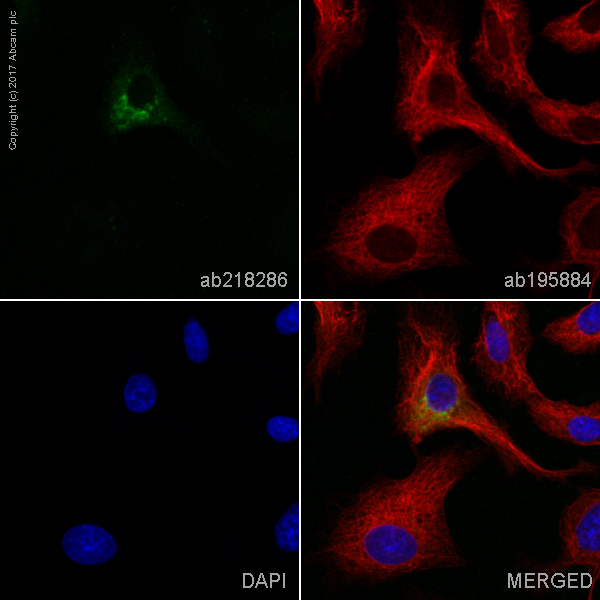 Immunocytochemistry/ Immunofluorescence - Alexa Fluor® 488 Anti-alpha 1 Fetoprotein antibody [EPR9309] (AB218286), expandable thumbnail