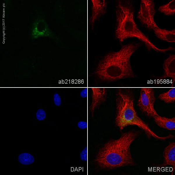 Immunocytochemistry/ Immunofluorescence - Alexa Fluor® 488 Anti-alpha 1 Fetoprotein antibody [EPR9309] (AB218286)
