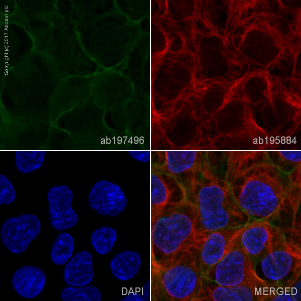 Immunocytochemistry/ Immunofluorescence - Alexa Fluor® 488 Anti-alpha 1 Sodium Potassium ATPase antibody [464.6] - Plasma Membrane Marker (AB197496), expandable thumbnail