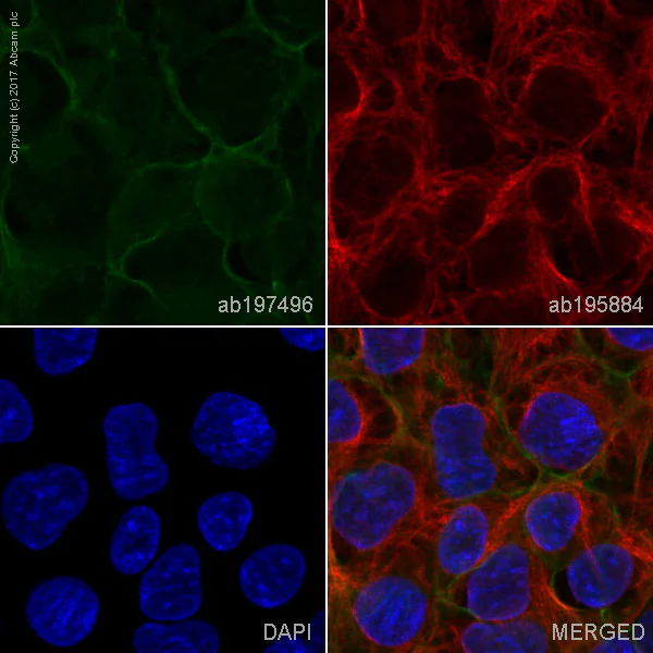 Immunocytochemistry/ Immunofluorescence - Alexa Fluor® 488 Anti-alpha 1 Sodium Potassium ATPase antibody [464.6] - Plasma Membrane Marker (AB197496)