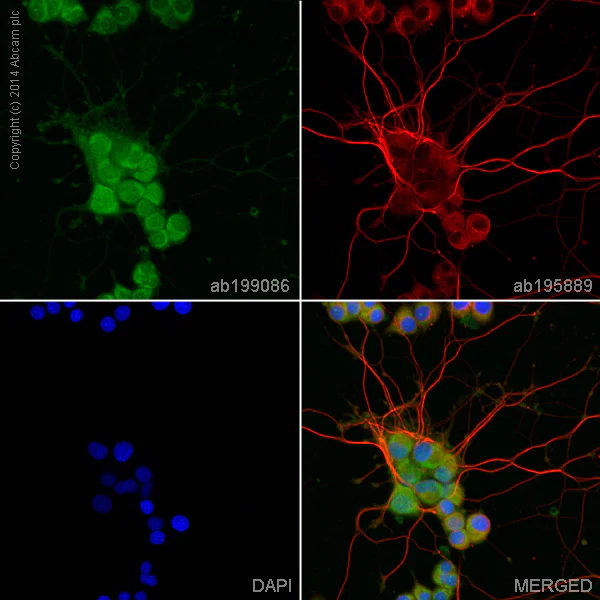 Immunocytochemistry/ Immunofluorescence - Alexa Fluor® 488 Anti-alpha + beta Synuclein antibody [EP1646Y] (AB199086)