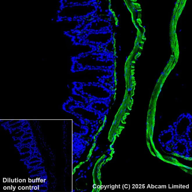 Immunohistochemistry paraffin embedded sections - Alexa Fluor® 488 Anti-alpha smooth muscle Actin antibody [1A4] (AB184675)