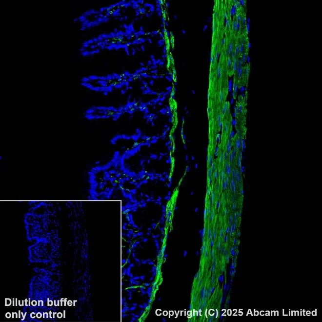 Anti-alpha smooth muscle Actin Alexa Fluor® 488 antibody [1A4