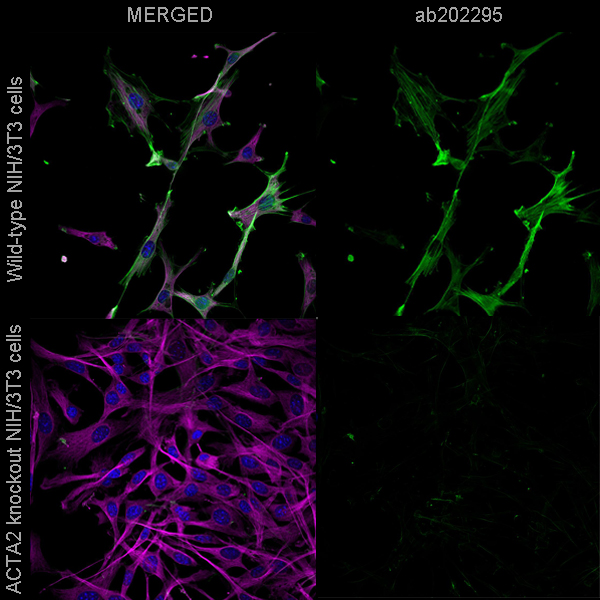 Immunocytochemistry - Alexa Fluor® 488 Anti-alpha smooth muscle Actin antibody [EPR5368] (AB202295), expandable thumbnail
