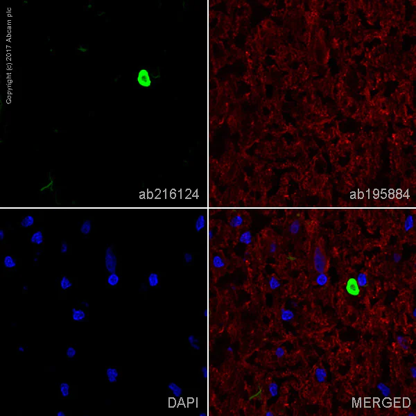 Anti-Alpha-synuclein aggregate Alexa Fluor® 488 antibody