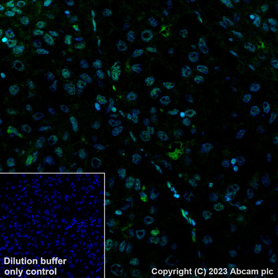 Immunohistochemistry (Formalin/PFA-fixed paraffin-embedded sections) - Alexa Fluor® 488 Anti-Alpha-synuclein (phospho S129) antibody [EP1536Y] (AB310949), expandable thumbnail