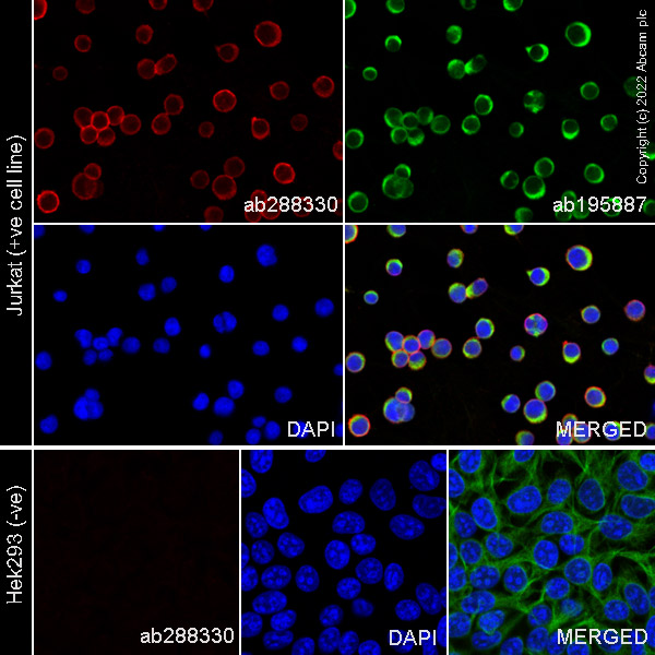 Immunocytochemistry/ Immunofluorescence - Alexa Fluor® 488 Anti-alpha Tubulin antibody [DM1A] - Microtubule Marker (AB195887), expandable thumbnail