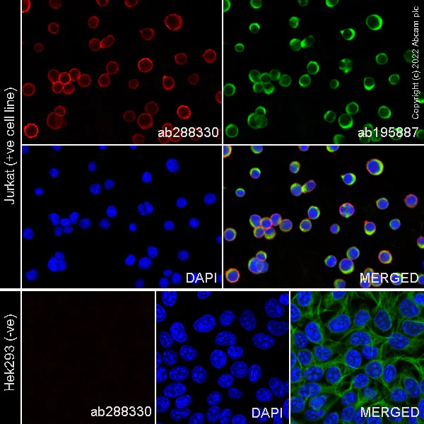 Immunocytochemistry/ Immunofluorescence - Alexa Fluor® 488 Anti-alpha Tubulin antibody [DM1A] - Microtubule Marker (AB195887)