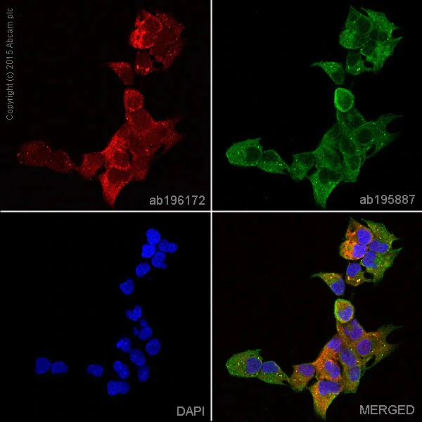 Immunocytochemistry/ Immunofluorescence - Alexa Fluor® 488 Anti-alpha Tubulin antibody [DM1A] - Microtubule Marker (AB195887)