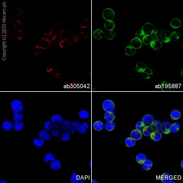 Immunocytochemistry/ Immunofluorescence - Alexa Fluor® 488 Anti-alpha Tubulin antibody [DM1A] - Microtubule Marker (AB195887)