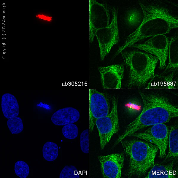 Immunocytochemistry/ Immunofluorescence - Alexa Fluor® 488 Anti-alpha Tubulin antibody [DM1A] - Microtubule Marker (AB195887)