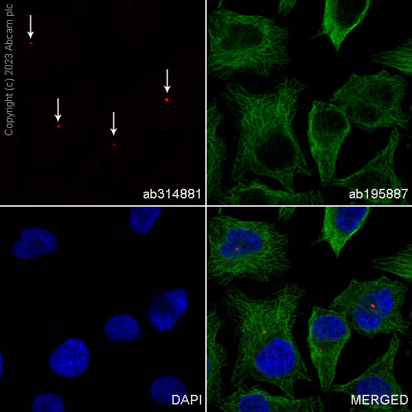 Immunocytochemistry/ Immunofluorescence - Alexa Fluor® 488 Anti-alpha Tubulin antibody [DM1A] - Microtubule Marker (AB195887)
