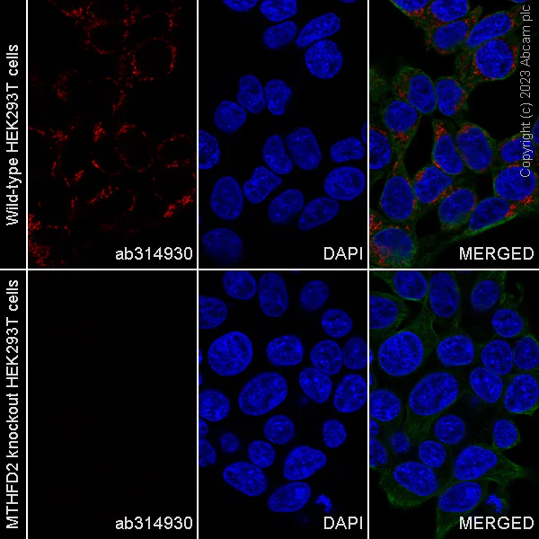 Immunocytochemistry/ Immunofluorescence - Alexa Fluor® 488 Anti-alpha Tubulin antibody [DM1A] - Microtubule Marker (AB195887)