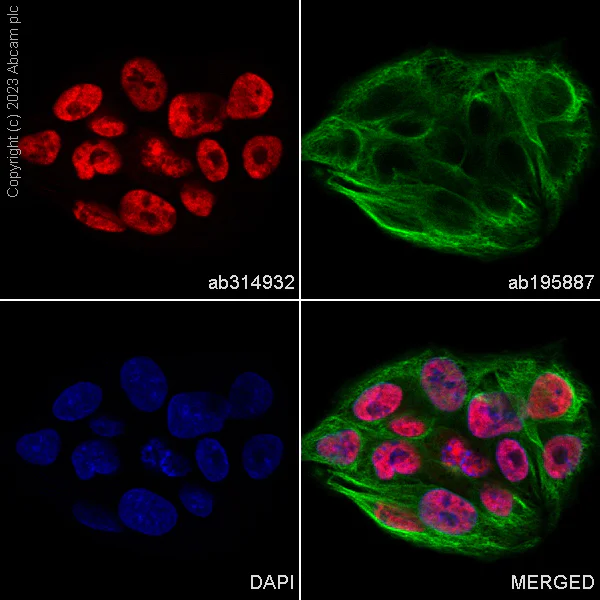 Immunocytochemistry/ Immunofluorescence - Alexa Fluor® 488 Anti-alpha Tubulin antibody [DM1A] - Microtubule Marker (AB195887)