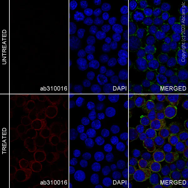 ち*ぷ様 ディアステマDiastema cf. fimbriatoloba Alexa Fluor® 488 conjugated Anti-alpha Tubulin antibody