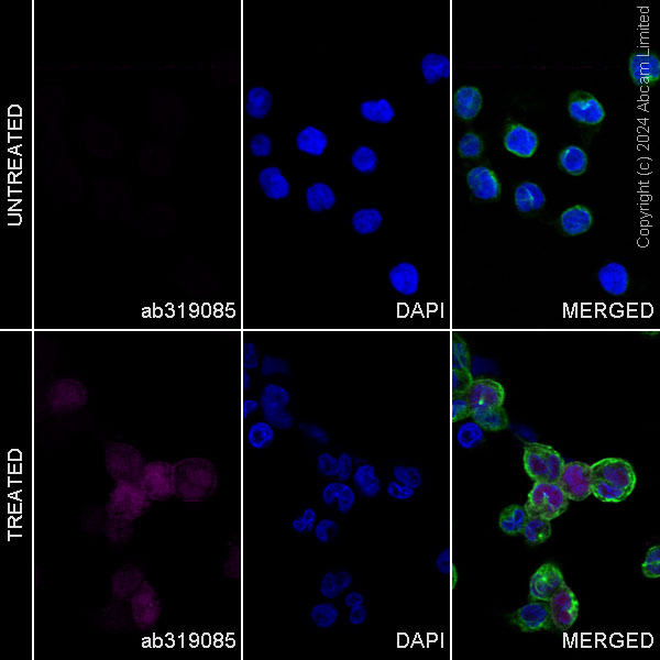 Immunocytochemistry/ Immunofluorescence - Alexa Fluor® 488 Anti-alpha Tubulin antibody [DM1A] - Microtubule Marker (ab195887), expandable thumbnail