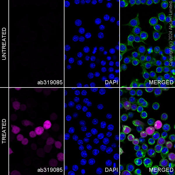 Immunocytochemistry/ Immunofluorescence - Alexa Fluor® 488 Anti-alpha Tubulin antibody [DM1A] - Microtubule Marker (ab195887), expandable thumbnail