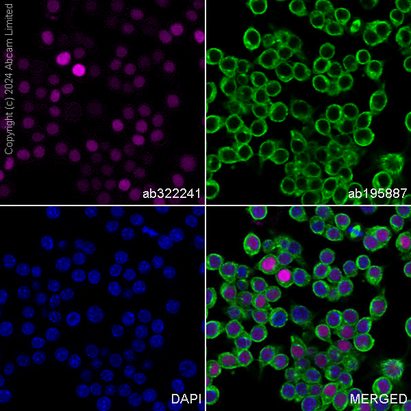 Immunocytochemistry/ Immunofluorescence - Alexa Fluor® 488 Anti-alpha Tubulin antibody [DM1A] - Microtubule Marker (ab195887), expandable thumbnail