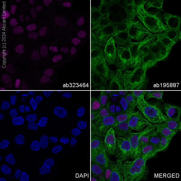 Immunocytochemistry/ Immunofluorescence - Alexa Fluor® 488 Anti-alpha Tubulin antibody [DM1A] - Microtubule Marker (ab195887), expandable thumbnail
